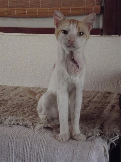 Check spelling or type a new query. Cats Protection - Isle of Wight: Cretan cats