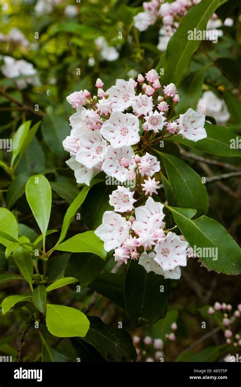 Mountain Laurel Flower Blossoms In Spring At Chewacla State Park