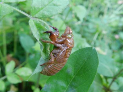 17 Year Cicada Discarded Skin Project Noah