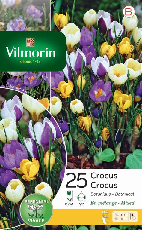 25 bulbe florale crocus chrysanthus blanc violet jaune strié