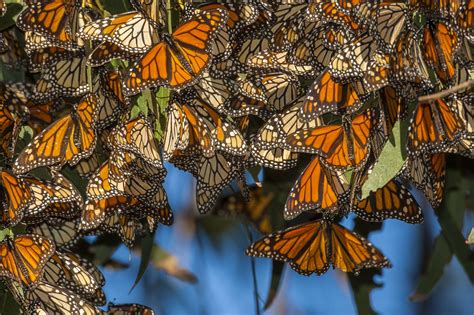 Beautiful Animal Migration Pictures Monarch Butterfly Monarch