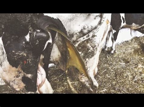 Cow Scolds After Calving Causes And Treatment Healthy Food Near Me