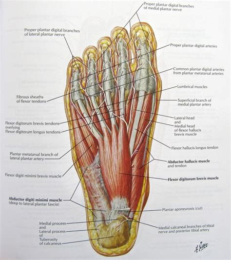 Foot Nerves Anatomy Pictures Diagram Of Nerves In Foot Human