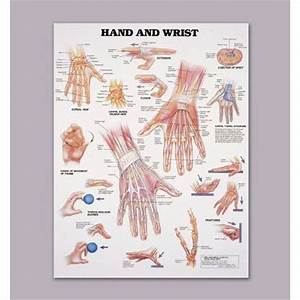 Anatomical Chart Of The Hand And Wrist Sports Supports Mobility