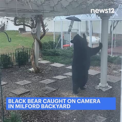 Bear In Milford Backyard Ursidae Video Recording Bear Visits