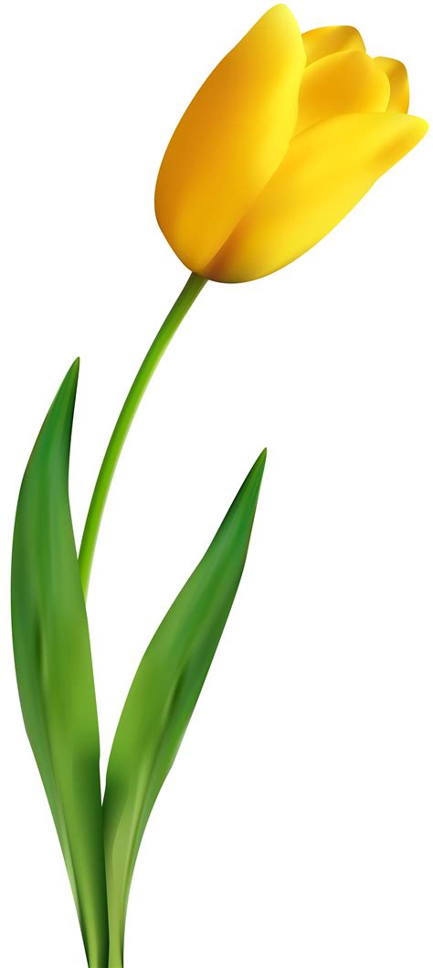 Tulip Flower Yellow Clip Art Tulip Material Png Download 35748000