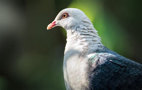 White Headed Pigeon Australia Zoo