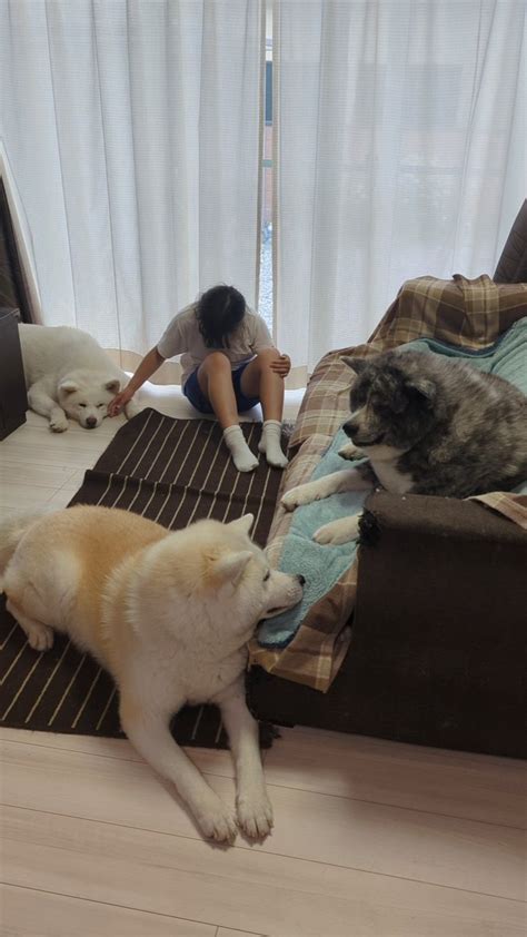 秋田犬こゆきと愉快な仲間達 on twitter おかえりが一段落した瞬間。