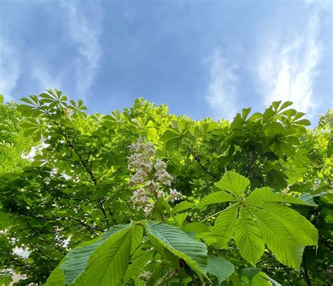Flowering Chestnut Trees In The Park Stock Photo Image Of Foliage