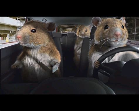 Driving Hamster Hamster Car Humor Joke Of The Day