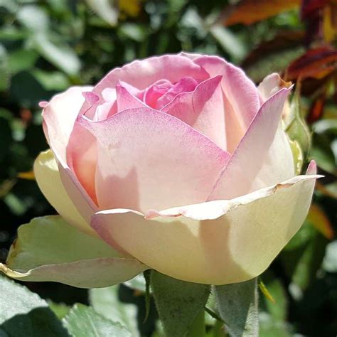 Moderne Strauch Kletterrose Rose Eden Rose Rosa