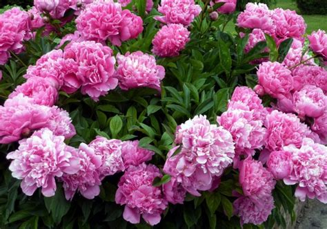 Similar to china, peonies in japan represent good fortune, and a righteous, noble spirit. The Moment When Peonies Bloom - New England Today