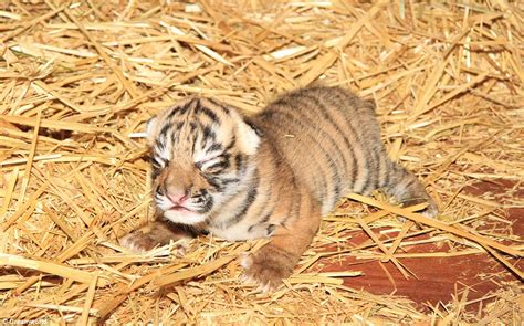 Tiny Tiger Cub Weighing Just 13kg Is Born At Dreamworld On The Gold