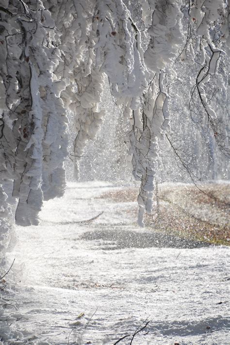 Free Images Snow White Frost Formation Ice Season Aesthetic Geology Winter Magic
