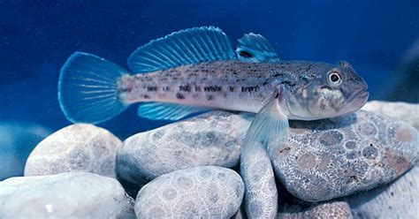 Ecological Impacts Of Invasive Round Goby Neogobius Melanostomus In