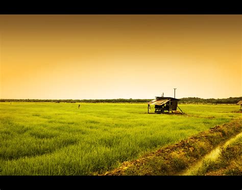 Lukisan pemandangan gunung dan sawah yang sangat indah. Sawah Padi di Ayer Hitam Johor | Gambar nie aku ambik masa ...