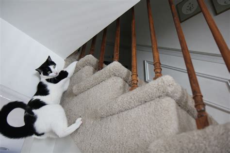 A kínálat mindennap több ezer új minőségi képpel bővül. Story: Cat Climbs Stairs : Life with Dogs and Cats