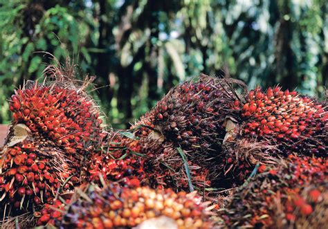 Intraday futures prices are delayed 10 minutes, per exchange rules, and are listed in cst. Malaysian Palm Oil Players Warn Of Tougher Times As ...