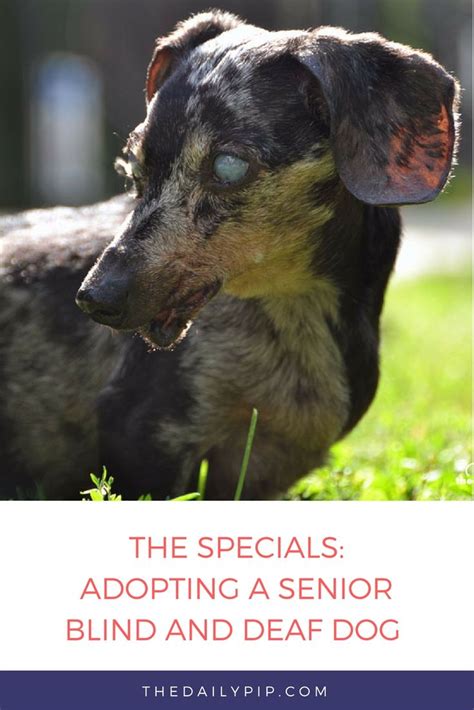 Adopting And Fostering A Senior Blind And Deaf Dog Dog Care Senior