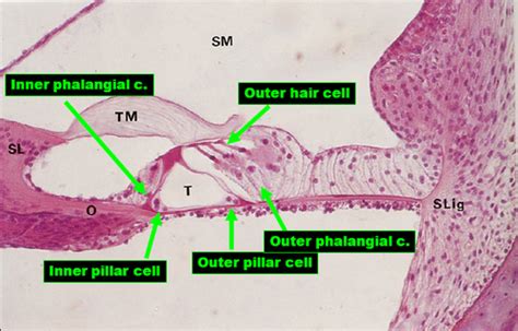 Cochlea Histology Flashcards Quizlet