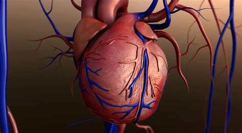 This article describes the typical course, pattern and distribution of the coronary arteries and some of their respective named branches. Post coronary artery bypass infections linked to severe ...