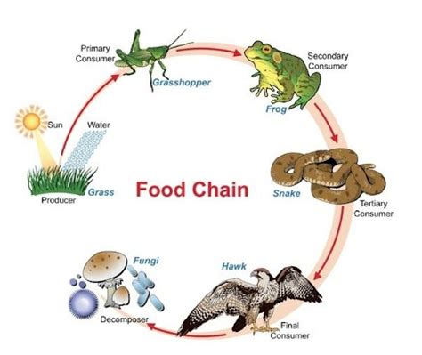 Memahami Konsep Rantai Makanan Pengertian Jenis Ekosistem Lengkap