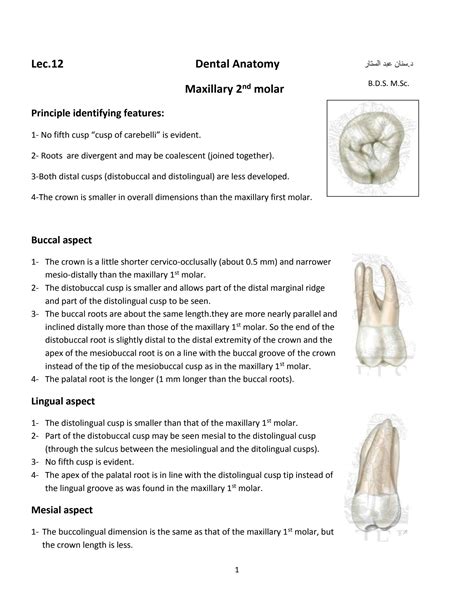 Solution Dental Anatomy Lec 12 Maxillary 2nd Molar Studypool