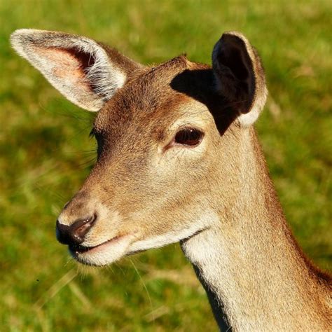Free Images Wild Mammal Fauna Close Up Impala Fallow Deer Red