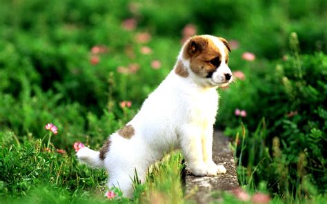 Discover the ultimate collection of the top 7680x4320 resolution wallpaper backgrounds, photos available for download for free.we are sure you will love our divers and growing collection of images to use as a background or. 8K Ultra HD Animal Wallpapers - Top Free 8K Ultra HD ...