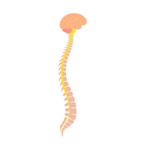 Brain Spine Illustrations Royalty Free Vector Graphics And Clip Art Istock