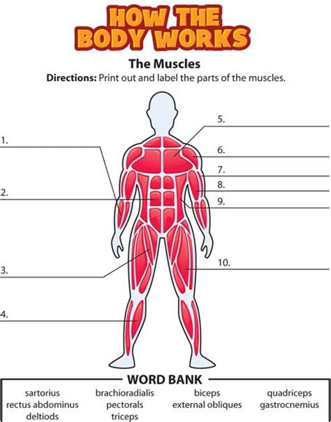 Choose from 500 different sets of flashcards about anatomy muscle labeling on quizlet. Labelled Muscles In The Body / BodyPartChart Simplified ...