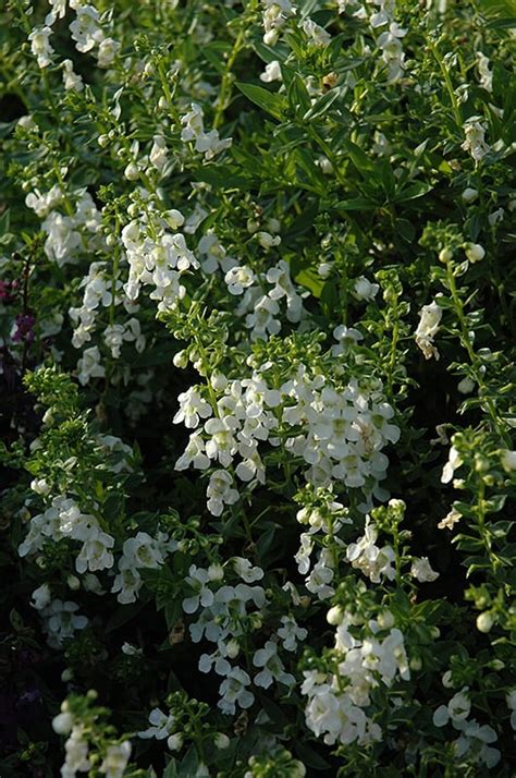 Serenita White Angelonia Calloways Nursery