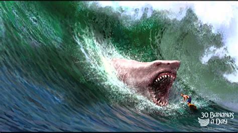 Maybe you would like to learn more about one of these? Megalodon Shark Attack Surfer Gold Coast Australia Caught ...