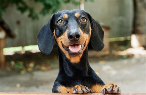 Best Dachshund Names 100 Funny Best And Famous Names For Wiener Dogs My Pets Name