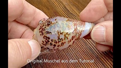 Schnecken Muschel Deutsch Youtube