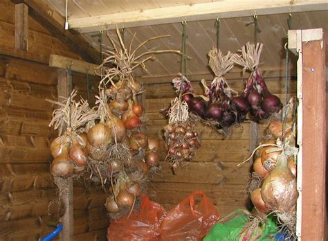Garden canning home and garden store planters watering garden store. Harvesting & Storing Onions, Garlic & Shallots