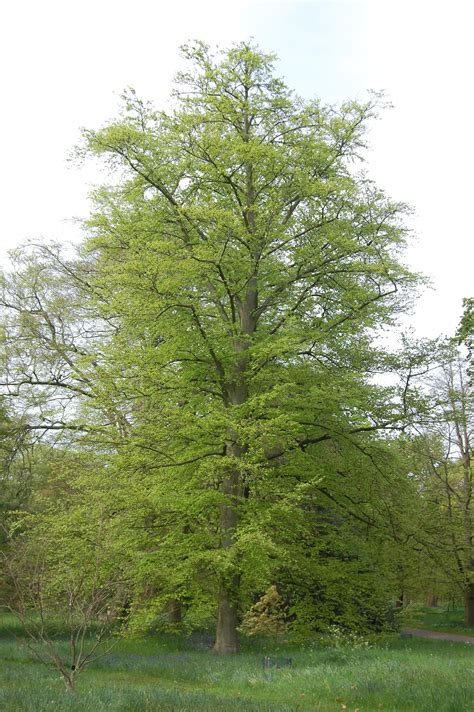 Hêtre Communfagus Sylvatica Reconnaitre Les Arbres Tree Arbre
