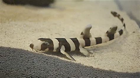 Wild About The Zoo Episode 5 Brownbanded Bamboo Shark Youtube