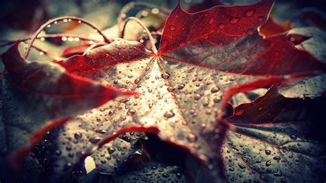 Wallpaper Sunlight Fall Nature Red Reflection Water Drops