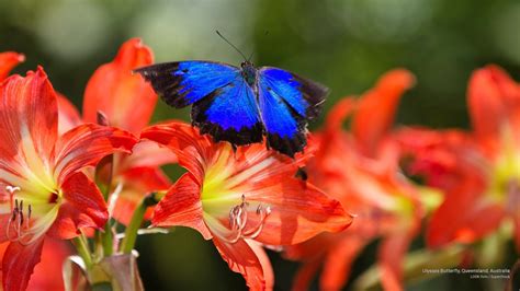 Ulysses Butterfly Queensland Australia 8647a2a9x Jackson Grant Flickr