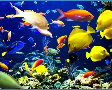 Top Big Screensaver Free Aquarium Screensaver For Mac Desktop Background