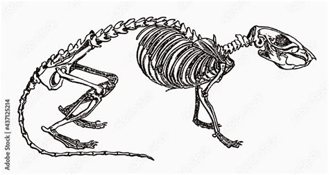Brown Rat Rattus Norvegicus Skeleton In Profile View After Antique