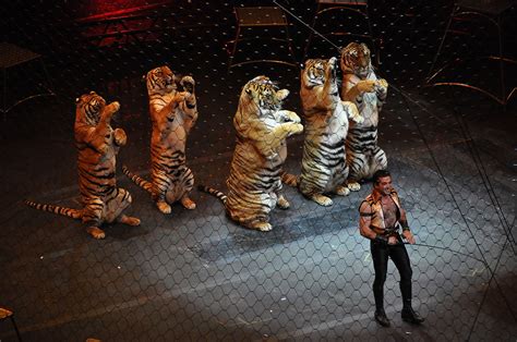 Animals In The Circus Born Free Usa Animal Advocacy