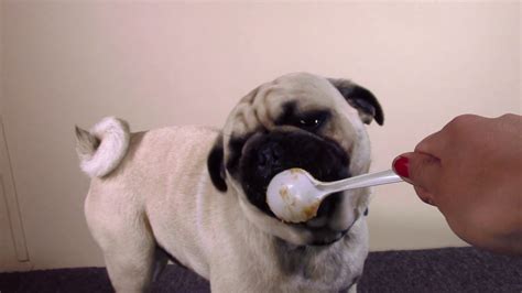 Pug Eating Peanut Butter Episode 4 Youtube