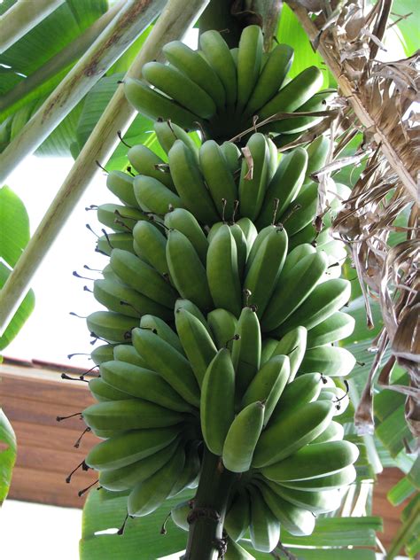Quanto Custa Um Cacho De Banana