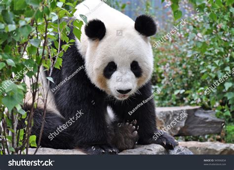 Giant Panda Sitting Up Giant Panda Stock Photo 94996834 Shutterstock