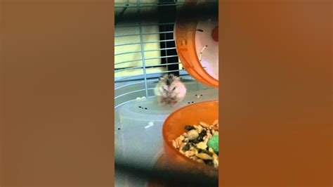 Grumpy Hamster Youtube