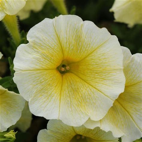 Easy Wave® Great Lakes Mixture Spreading Petunia