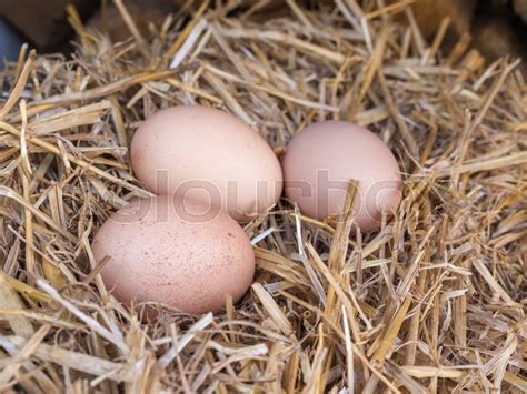 Close Up Brown Chicken Eggs On A Bed Of Stock Image Colourbox