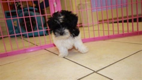 Puppies For Sale Local Breeders Fantastic Teddy Bear Puppies For Sale